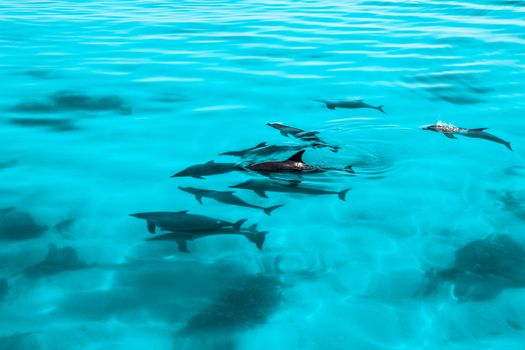 dolphin playing in ocean in egypt