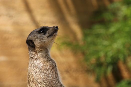 meerkat standing in front of brown wall