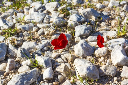 Closeup of single red poppy on rocky background.