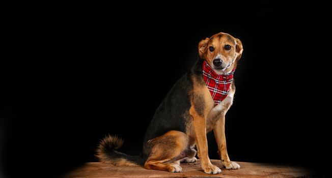 dog posing in studio on black background with Copy Space