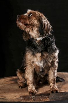Dogs shot in Studio on black and natural backgrounds. Posing and portrait shots of dogs