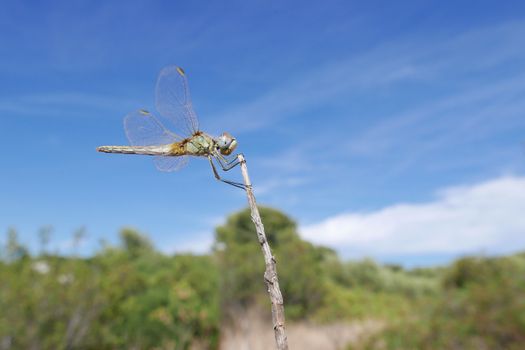 flight of dragonfly posed on a branch in Provence, France