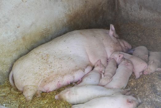 sow suckling her many piglets, educational farm, France