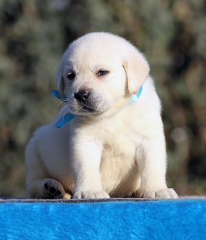 a little labrador puppy on a blue background