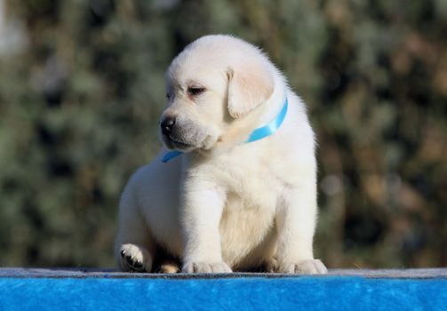 the little labrador puppy on a blue background