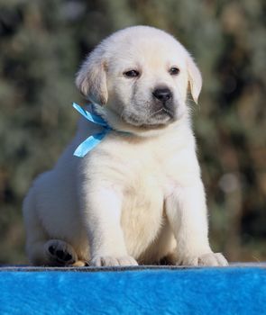 little labrador puppy on a blue background