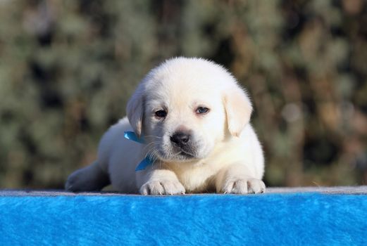 sweet little labrador puppy on a blue background