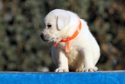 a sweet little labrador puppy on a blue background