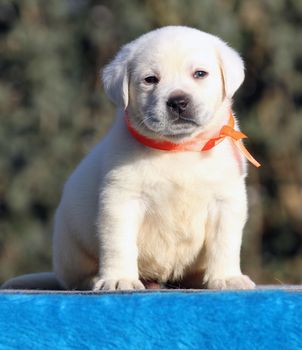 the sweet little labrador puppy on a blue background