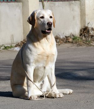 the yellow labrador sitting in the park