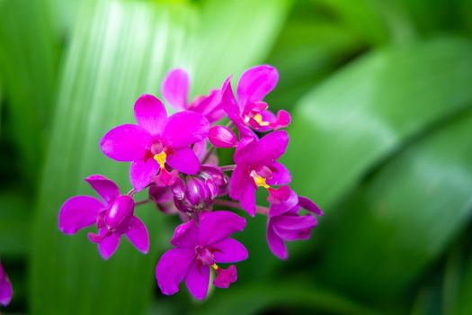 Beautiful blooming orchids in forest, On the bright sunshine