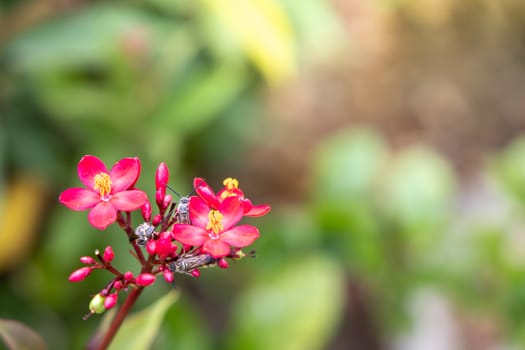 The background image of the colorful flowers, background nature