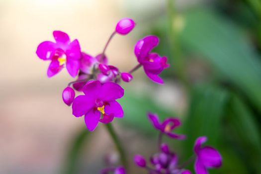 Beautiful blooming orchids in forest, On the bright sunshine