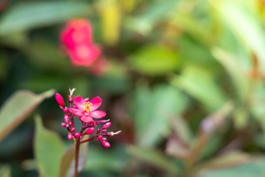 The background image of the colorful flowers, background nature