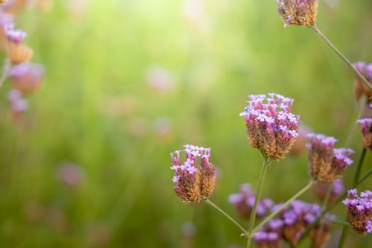 The background image of the colorful flowers, background nature