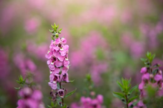 The background image of the colorful flowers, background nature