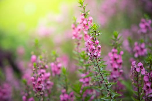 The background image of the colorful flowers, background nature