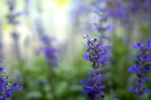 The background image of the colorful flowers, background nature