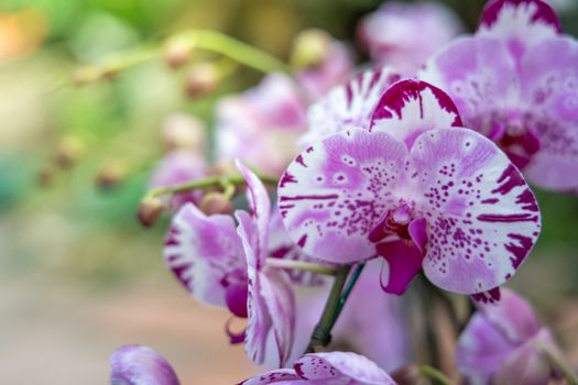 Beautiful blooming orchids in forest, On the bright sunshine