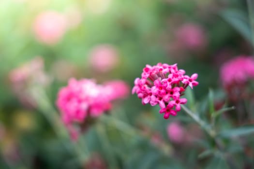 The background image of the colorful flowers, background nature