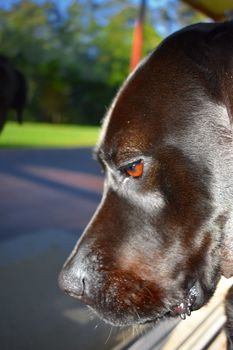 A close up of a black Labrador's face