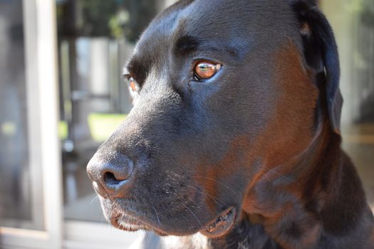 A close up of a black Labrador's face