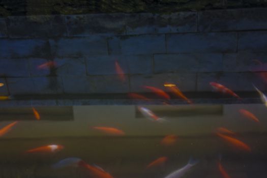 dark tub or pond full of red and white fish deliberately out of focus, reflecting a building or building above in tuscany