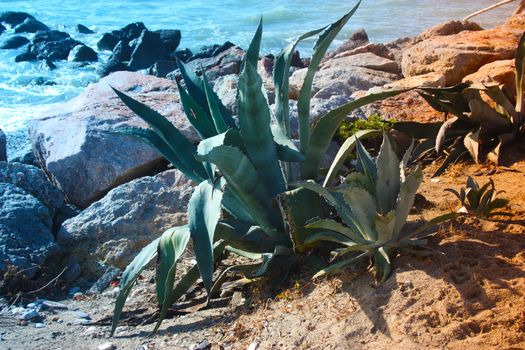 a large succulent plant growing in the arid land in front of the sea in tuscany