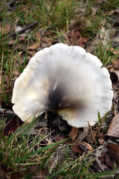 A white wild mushroom growing in the grass