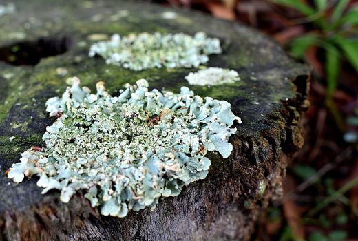 Moss growing on a tree stump