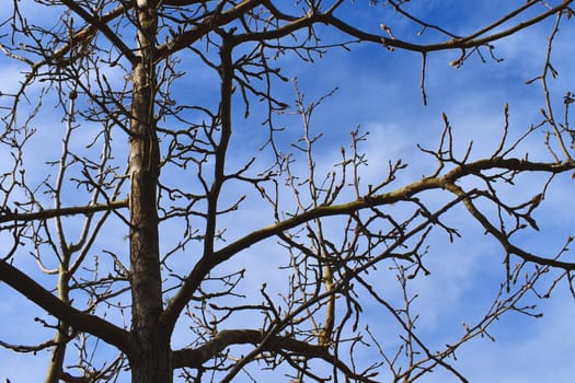 A blossom tree with no leaves with blue sky in the background