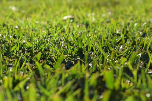 A morning shot of dew on grass