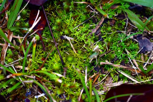 A close up of grasses growing on the ground