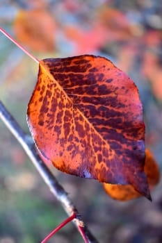 A close up of an autumn leaf