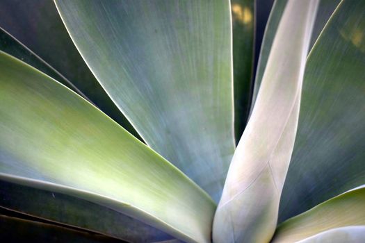 The inner part of an agave plant