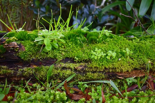 A close up of moss growing on a log