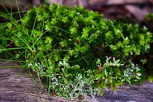 A close up of moss growing on a log
