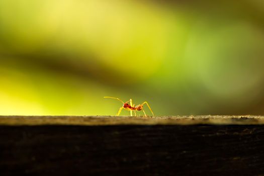 Red ant walking on the tree and green natural background. Closeup and copy space. Integrity of nature and environment.