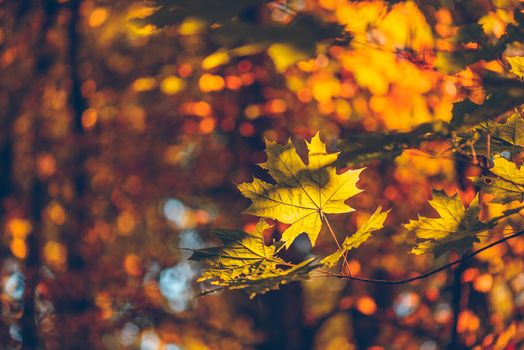 Yellow maple foliage on a forest background