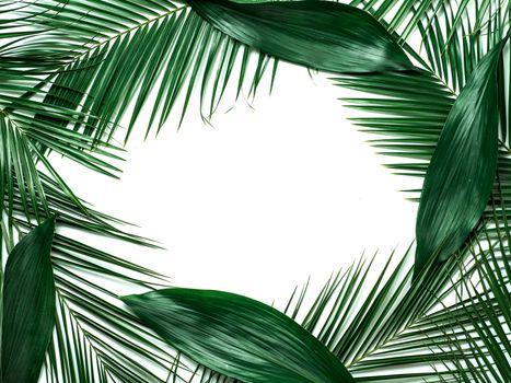 Palm leaves isolated on white background. Tropical leaves top view or flat lay. Tropical background, copy space in center for text or design. Tropical palm leaves,jungle leaf floral pattern background