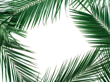 Palm leaves isolated on white background. Tropical leaves top view or flat lay. Tropical background, copy space in center for text or design. Tropical palm leaves,jungle leaf floral pattern background