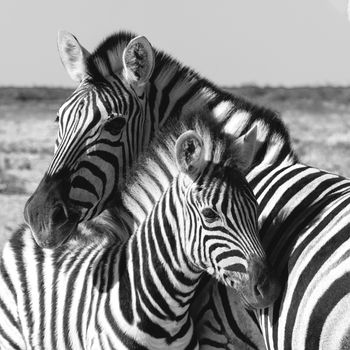 Beautiful stripped zebra and calf in african bush. Etosha game reserve, Namibia, Africa safari wildlife. Wild animal in the nature habitat. This is Africa.