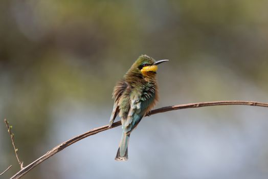 Bee eater bird perched on a branch, european bee eater