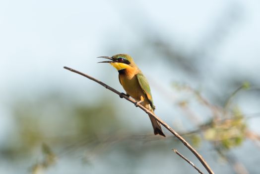 Bee eater bird perched on a branch, european bee eater