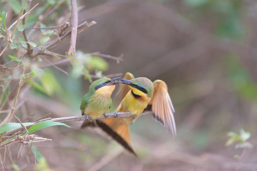 Bee eater bird mom feeding the chick perched on a branch, european bee eater