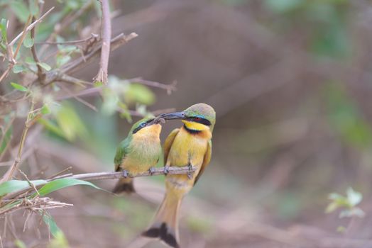 Bee eater bird mom feeding the chick perched on a branch, european bee eater