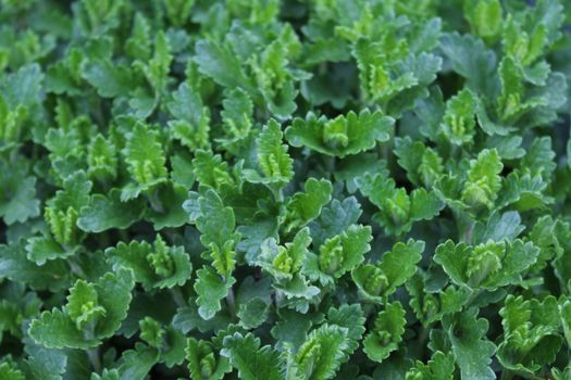 The picture shows a hyssop field in the garden