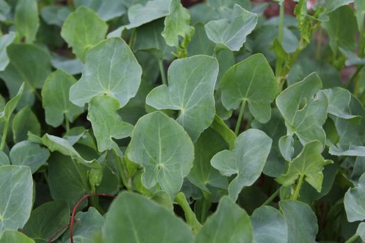 The picture shows a green sorrel in the garden