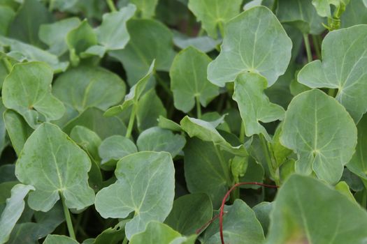 The picture shows a green sorrel in the garden