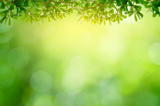 Leaf background bokeh blur green background